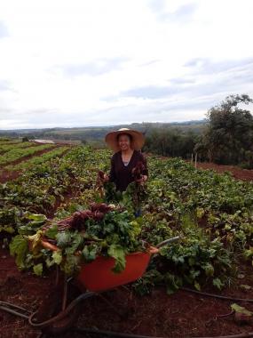 Região de Chopinzinho é formada por pequenas propriedades. 