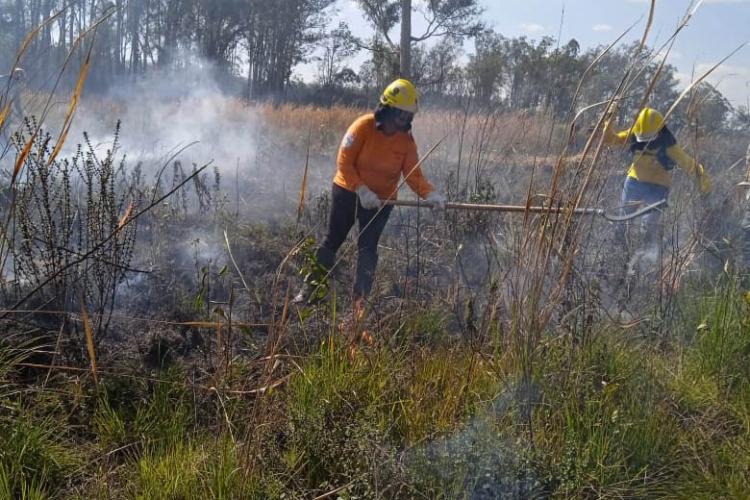 Brigadistas indígenas ajudam a conservar o patrimônio natural do Paraná