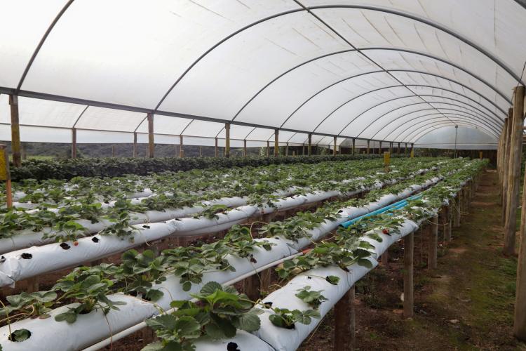 Characa Sao Miguel em Guajuvira no municipio de Araucaria que produz Morango com utilizacao de energia solar numa iniciativa do Renova