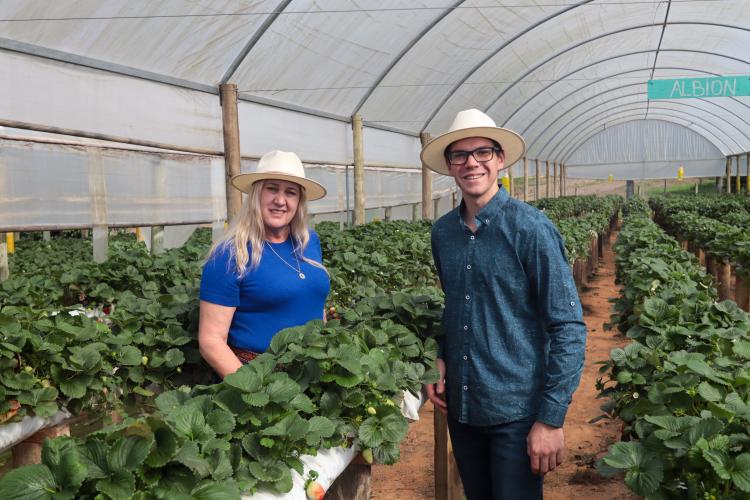 Characa Sao Miguel em Guajuvira no municipio de Araucaria que produz Morango com utilizacao de energia solar numa iniciativa do Renova