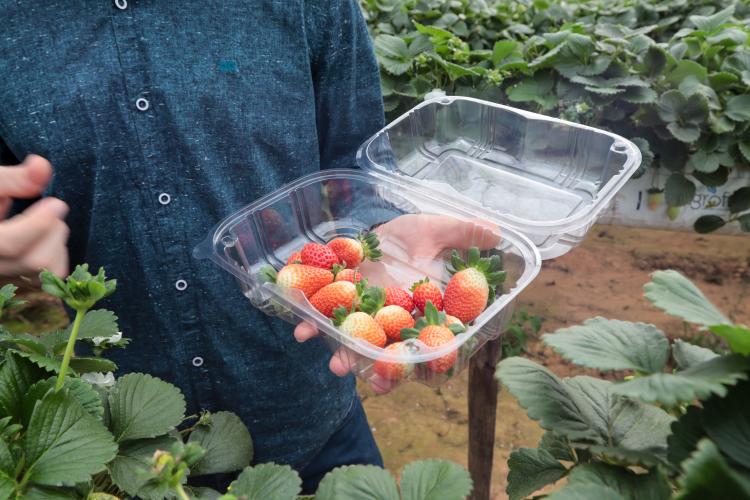 Characa Sao Miguel em Guajuvira no municipio de Araucaria que produz Morango com utilizacao de energia solar numa iniciativa do Renova