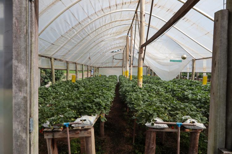 Characa Sao Miguel em Guajuvira no municipio de Araucaria que produz Morango com utilizacao de energia solar numa iniciativa do Renova