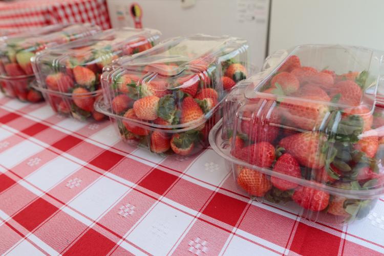 Characa Sao Miguel em Guajuvira no municipio de Araucaria que produz Morango com utilizacao de energia solar numa iniciativa do Renova