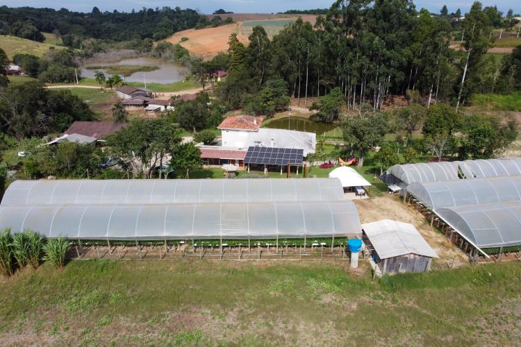 Characa Sao Miguel em Guajuvira no municipio de Araucaria que produz Morango com utilizacao de energia solar numa iniciativa do Renova