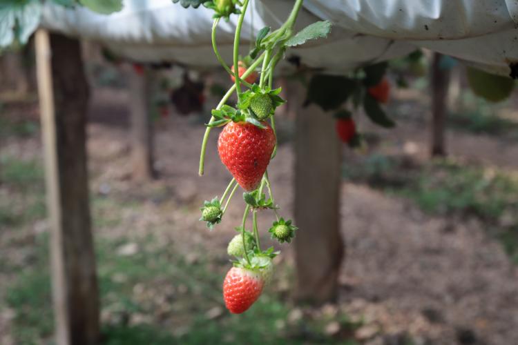 Characa Sao Miguel em Guajuvira no municipio de Araucaria que produz Morango com utilizacao de energia solar numa iniciativa do Renova