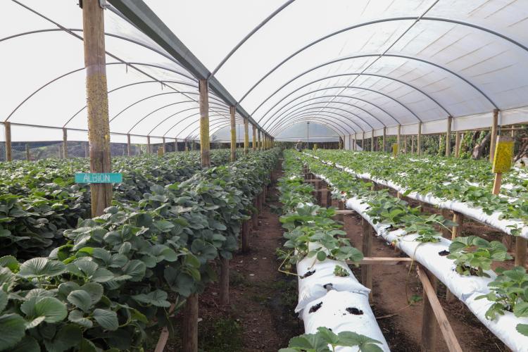 Characa Sao Miguel em Guajuvira no municipio de Araucaria que produz Morango com utilizacao de energia solar numa iniciativa do Renova