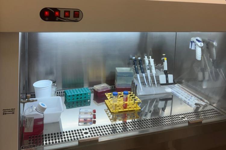 Pesquisadores estudam uso de composto na própolis para tratamento de câncer de mama