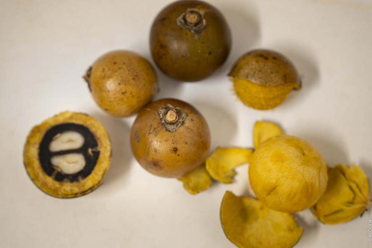 Pesquisadora da UEM desenvolve embalagens biodegradáveis.