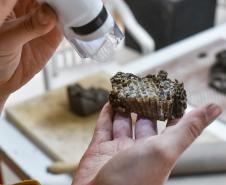 Natureza invisível: conheça Milena Celli, a nova residente da Academia Alfredo Andersen
