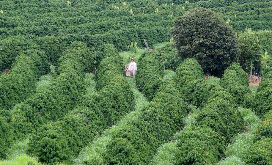 IDR-Paraná tem ações voltadas ao fortalecimento das mulheres no meio rural
