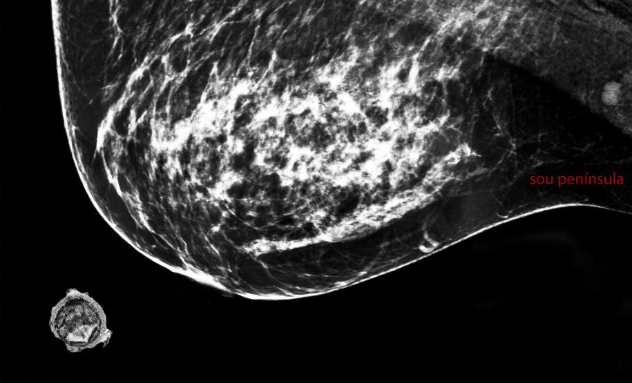 “Ciclo(s)”: MIS-PR promove nova exposição com obras de Lu Berlese e Michelle Serena