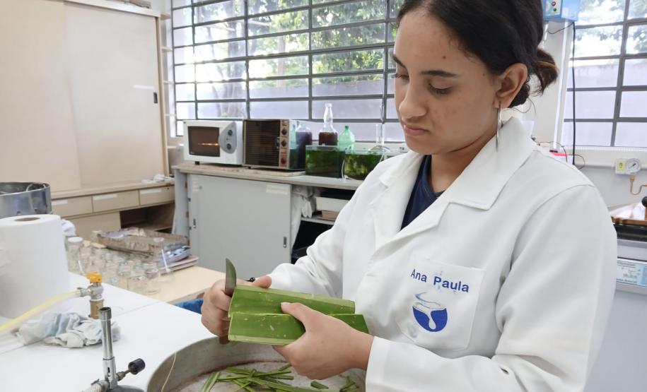 Projetos da rede estadual do Paraná são destaque na Febrace 2025