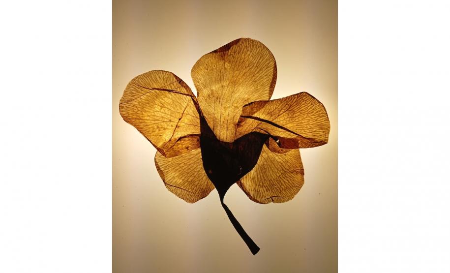 Sede Adalice Araújo recebe “Costa Oeste” como primeira mostra do ano